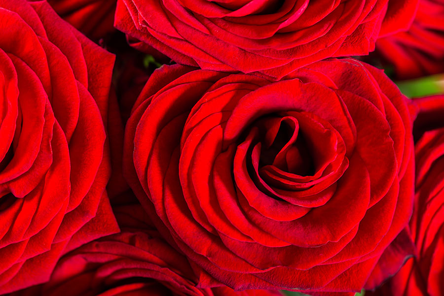 ความหมายของดอกกุหลาบแต่ละสี เลือกให้ใช้ในวันวาเลนไทน์