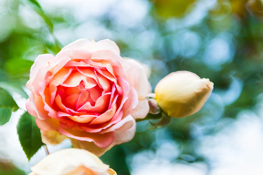 ความหมายของดอกกุหลาบแต่ละสี เลือกให้ใช้ในวันวาเลนไทน์