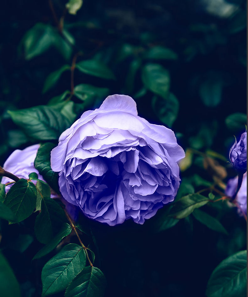 ความหมายของดอกกุหลาบแต่ละสี เลือกให้ใช้ในวันวาเลนไทน์