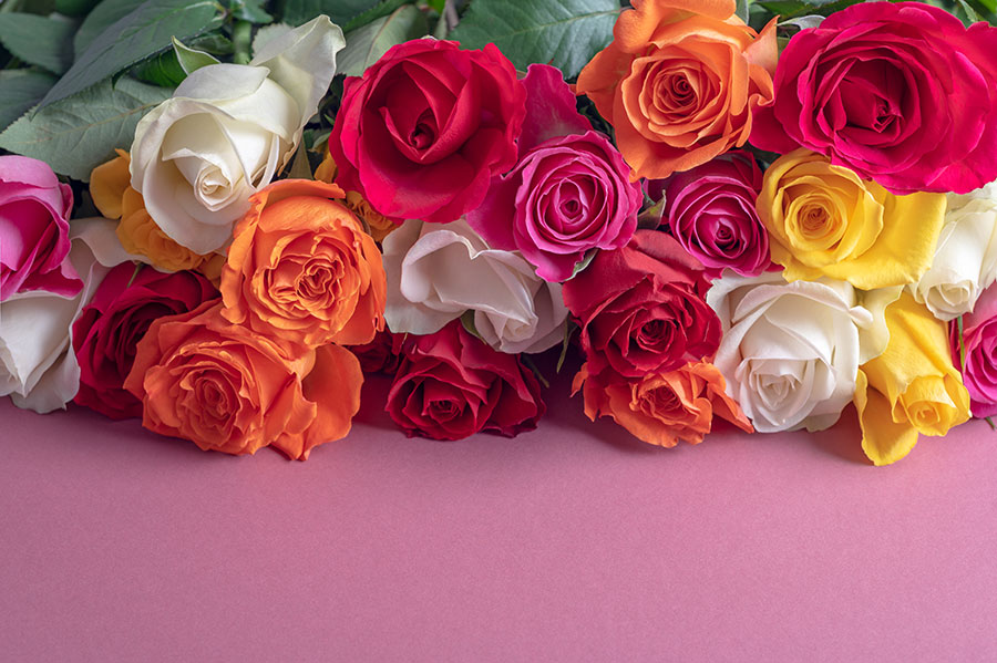 ความหมายของดอกกุหลาบแต่ละสี เลือกให้ใช้ในวันวาเลนไทน์